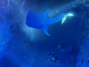 IMG_5956